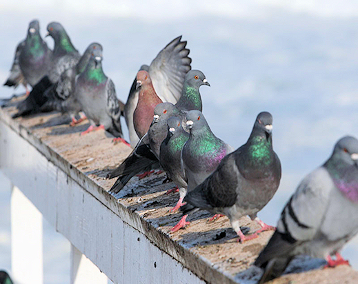 Pigeons near water Birds are always looking for a comfortable place to call home. Flooding brings waters to urban paradises, providing plenty of water and places to roost, nest, perch and an all-birds-can-eat buffet. And more birds equals more bird droppings. (source: www.calgarywildlifecontrol.ca)