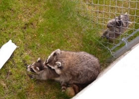 Mom and Baby Raccoons